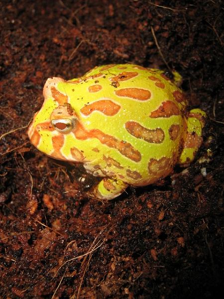 004 - Ceratophrys cranwelli albino.jpg